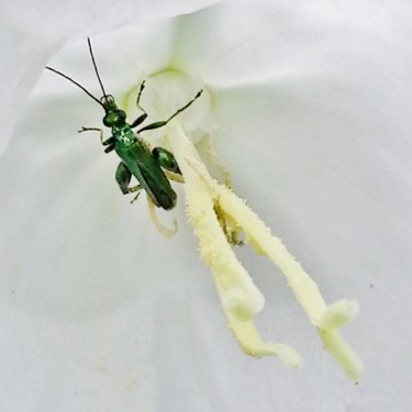 Insecte équilibriste