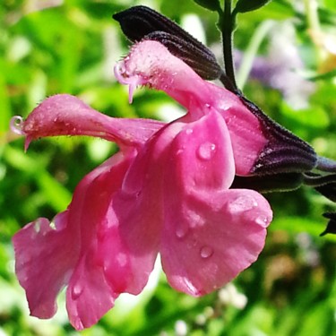 Rosée sur Sauge rose Photographie intitulée "Rosée sur Sauge rose" par Brigitte Mathé (MBL), Œuvre d'art originale