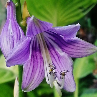 Hosta mauve