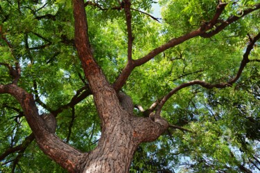 Mère de l’arbre Neem en fleurs - Flowering Neem Tree Mother