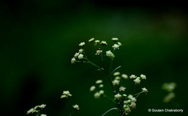 摄影 标题为“Tiny Wild Flowers!” 由Goutam Chakraborty, 原创艺术品