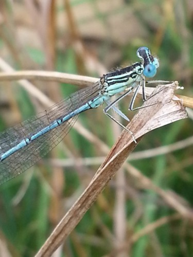 Demoiselle en bleu - 7