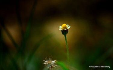 摄影 标题为“Tiny Wild Flowers-II” 由Goutam Chakraborty, 原创艺术品