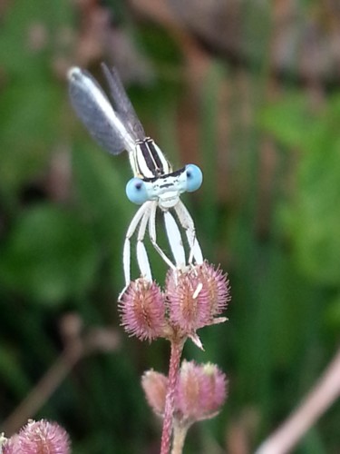 Photographie intitulée "Demoiselle blanche…" par Brigitte Mathé (MBL), Œuvre d'art originale