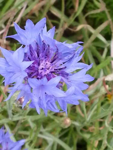 Bleuet des champs