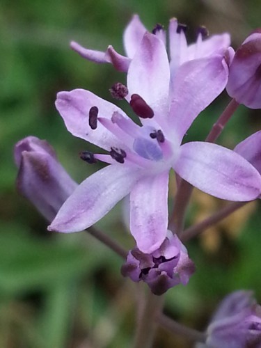 Fleur du Causse
