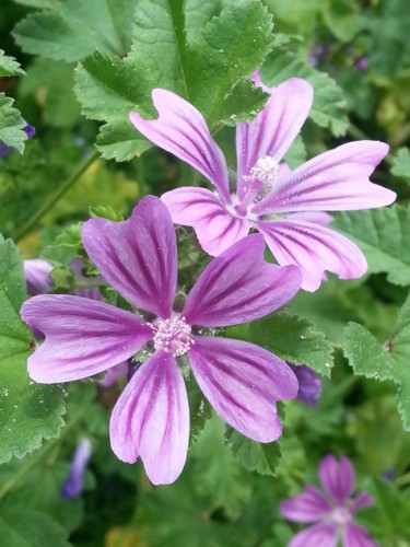 Duo de Mauves