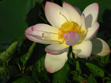 Photography titled "Lotus Lily" by Elke Matthaeus, Original Artwork