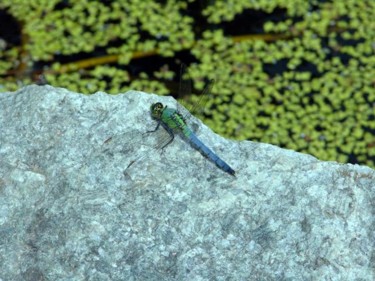 Photography titled "NJ dragonfly" by Angelo Di Pietrantonio, Original Artwork