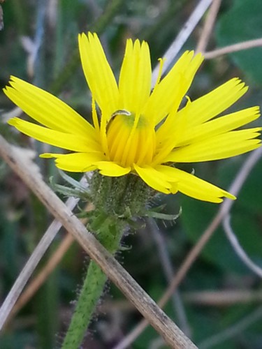 Simple fleur des champs
