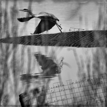 L'envol Photographie intitulée "L'envol" par Lepierrequimousse, Œuvre d'art originale
