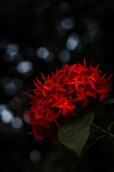 Fotografía titulada "Flame Touch" por Mario Morales Rubí, Obra de arte original