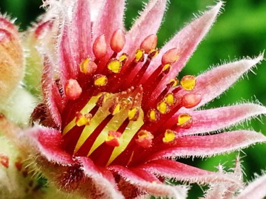 Fleur de Joubarbe