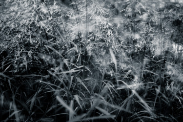 Fotografía titulada "Feel Me" por Mario Morales Rubí, Obra de arte original