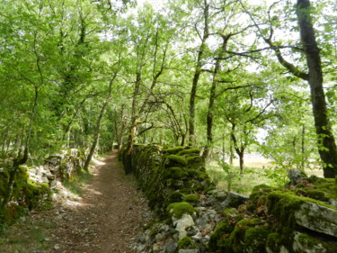 Chemin du Causse