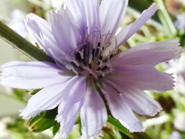 Fleur de Chicorée