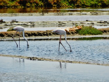Flamands roses