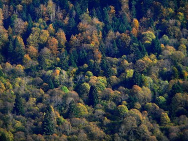 à la faveur de l'automne Photographie intitulée "à la faveur de l'au…" par Lepierrequimousse, Œuvre d'art originale