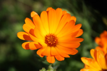 Φωτογραφία με τίτλο "Calendula" από Marie-José Longuet, Αυθεντικά έργα τέχνης