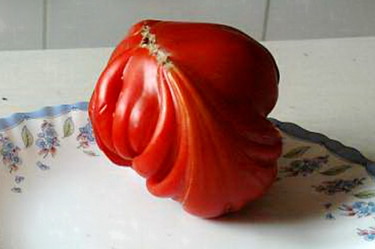 Photographie intitulée "TOMATE FEUILLE D'AC…" par Yvette Matysiak, Œuvre d'art originale