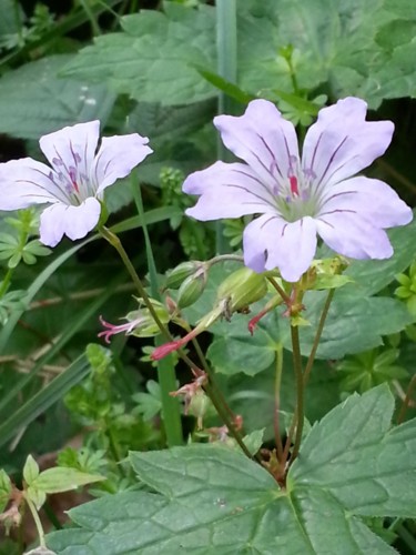 Geranium des bois