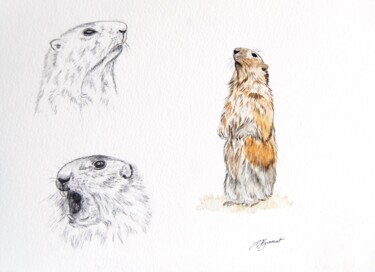 图画 标题为“marmottes - étude c…” 由Patricia Giroldini Hyvernat, 原创艺术品, 铅笔