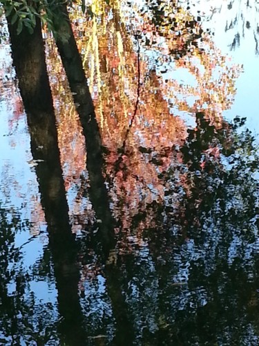 Reflets arborescents