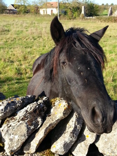 Little black horse