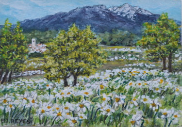 Champ de narcisses au pied du Canigou