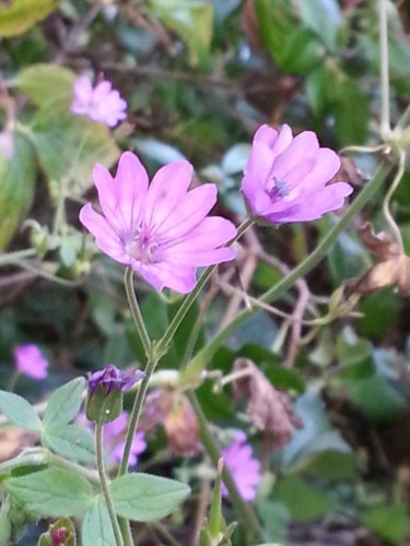 Petit Geranium