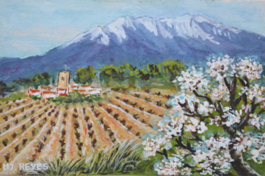 Vignoble au pied du Canigou