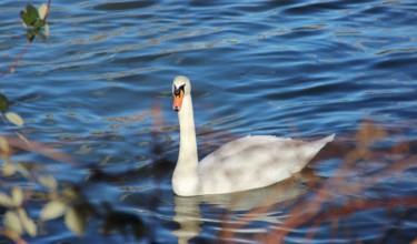 Le cygne