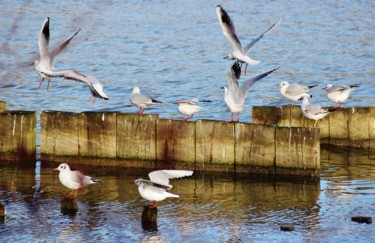 Mouettes en Seine 1