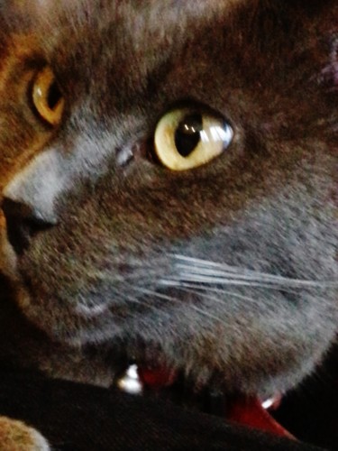"Minou" Chartreux