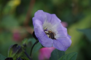 Photographie intitulée "Un air de printemps" par Muriel Besson-Braem, Œuvre d'art originale