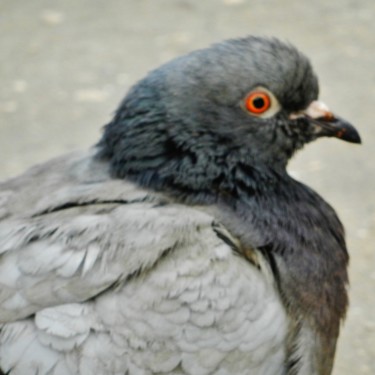 Et les pigeons arrivent - 3