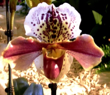 Photography titled "Orchidée" by Marie-José Longuet, Original Artwork, Digital Photography