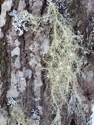 Lichens en famille