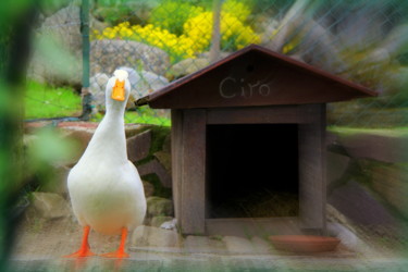 Ciro