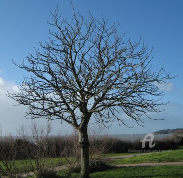 Photography titled "PETIT ARBRE EN BORD…" by Annick Couëdel, Original Artwork