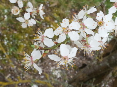 Des que le printemps revient - 2