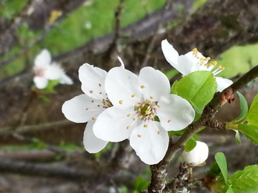 Des que le printemps revient - 10