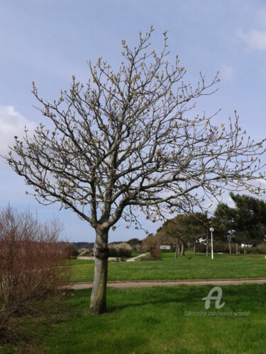 Photography titled "PETIT ARBRE EN BORD…" by Annick Couëdel, Original Artwork