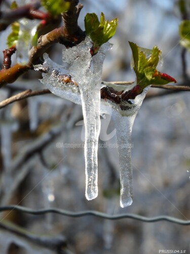 Protection contre le gel des abricotiers  en Valais - ( CH )