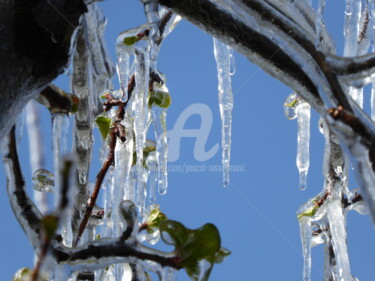 Protection contre le gel des abricotiers en Valais - ( CH )