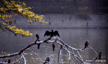 Photography titled "1-dsc1001.jpg" by Goutam Chakraborty, Original Artwork