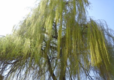 Photographie intitulée "Tree" par Giart, Œuvre d'art originale, Photographie numérique