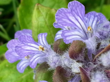 Jolies fleurs de Lierre terrestre