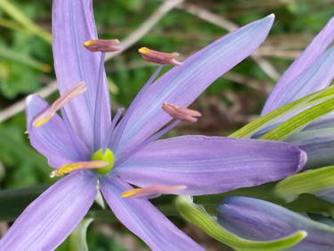 Fleur de Camassia