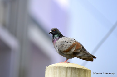 Photography titled "Lazy Morning!" by Goutam Chakraborty, Original Artwork